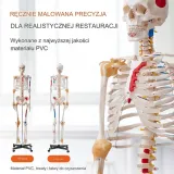 model-anatomiczny-szkielet-wyrob-medyczny-nie