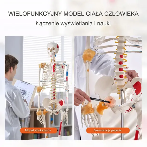 model-anatomiczny-szkielet-typ-wyrobu-medycznego-wyposazenie-wyrobu-medycznego-lub-produkt-niemajacy-przewidzianego-zastosowania-medycznego