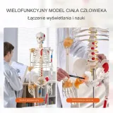 model-anatomiczny-szkielet-typ-wyrobu-medycznego-wyposazenie-wyrobu-medycznego-lub-produkt-niemajacy-przewidzianego-zastosowania-medycznego