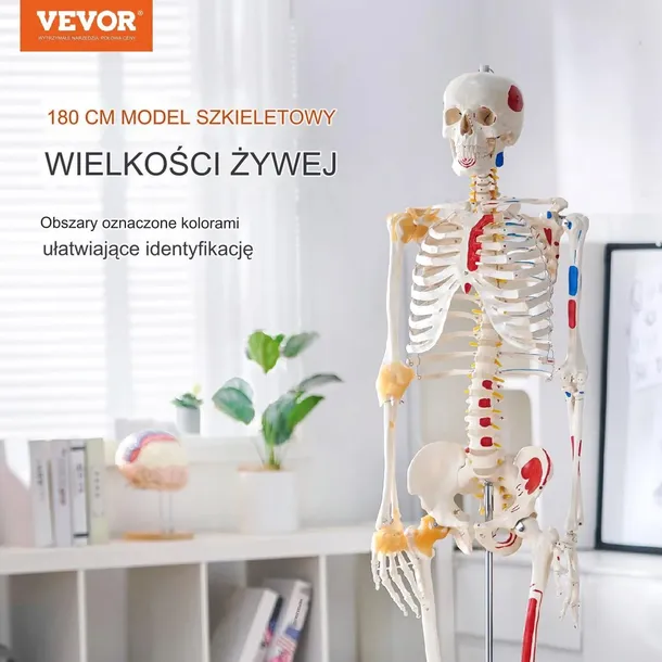 model-anatomiczny-szkielet-producent-wyrobu-medycznego-vevor