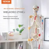 model-anatomiczny-szkielet-producent-wyrobu-medycznego-vevor