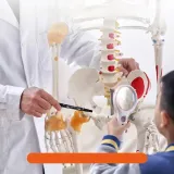 model-anatomiczny-szkielet-marka-vevor