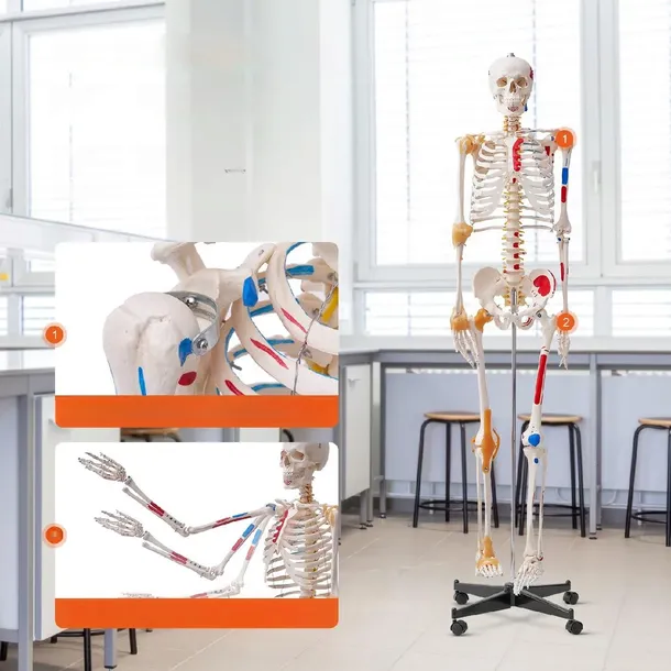 model-anatomiczny-szkielet-produkt-wprowadzony-do-obrotu-na-terenie-ue-przed-13-12-2024-tak