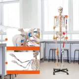 model-anatomiczny-szkielet-produkt-wprowadzony-do-obrotu-na-terenie-ue-przed-13-12-2024-tak