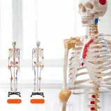 model-anatomiczny-szkielet-stan-nowy-kod-producenta-5907021414906