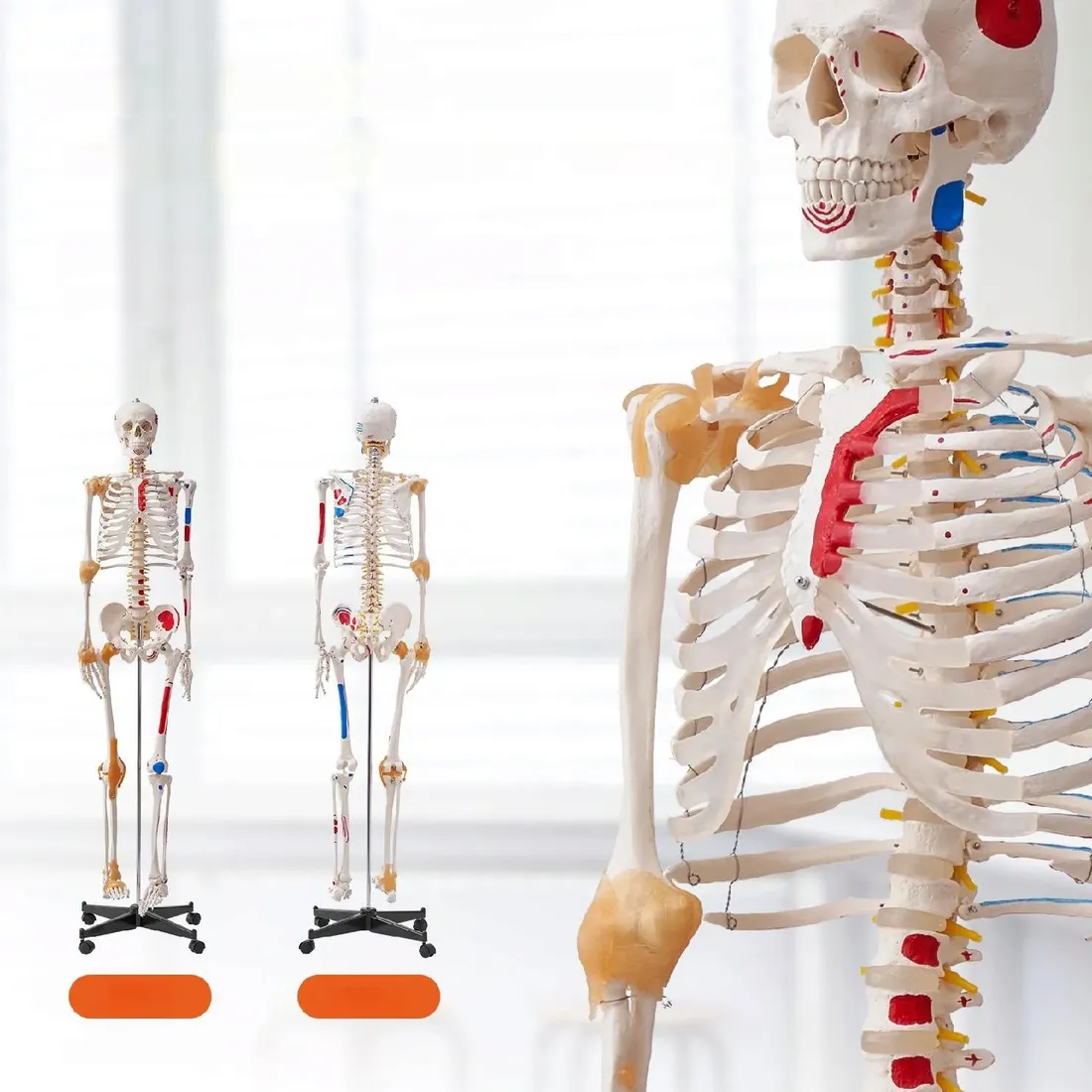 model-anatomiczny-szkielet