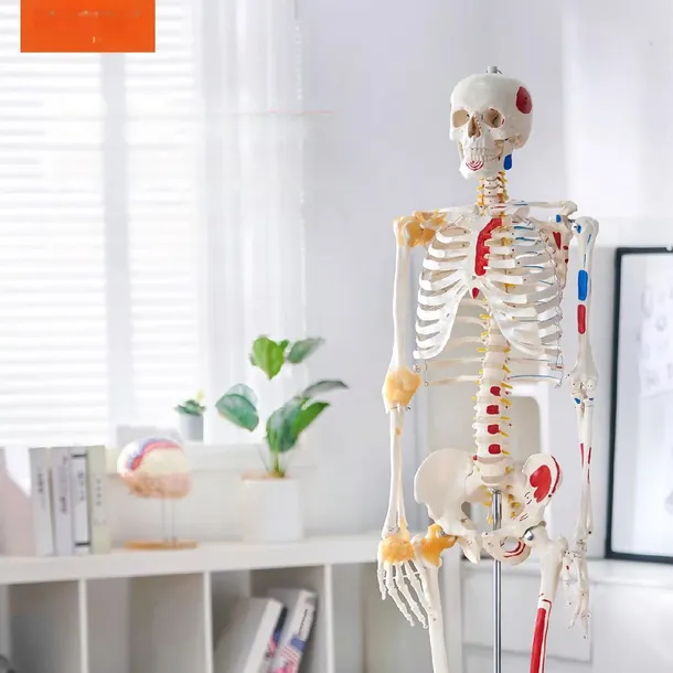 model-anatomiczny-szkielet-stan-nowy-wyrob-medyczny-nie