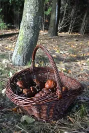 kosz-wiklinowy-z-raczka-duzy
