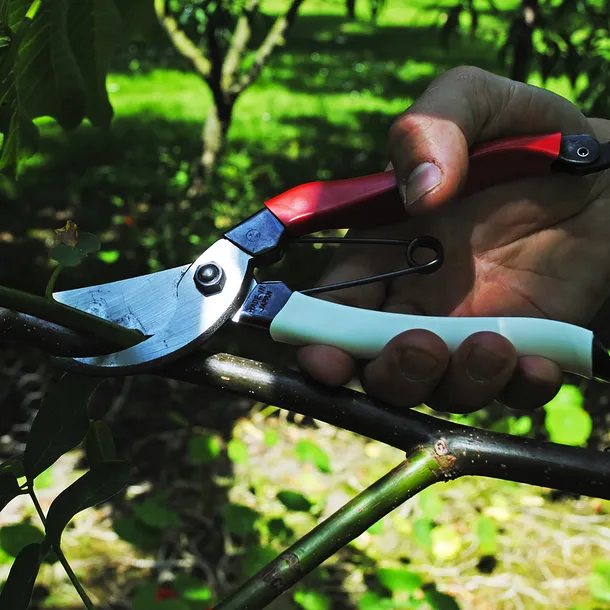 sekator-okatsune-104-maksymalna-grubosc-cietej-galezi-25-mm