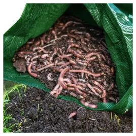 dzdzownice-zywe-trawnikowe-aerator-wertykulator-trawnik-napowietrzaja-glebe