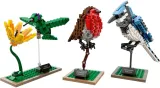lego-ideas-21301-ptaki-plec-chlopcy