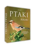 ptaki-polski-jan-krol