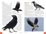 ptaki-polski-jan-krol-waga-z-opakowaniem-2891-kg
