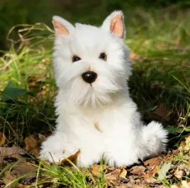 pluszak-animigos-terier-westie-west-higlander