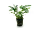 anubias-barteri-bartera-koszyk