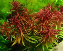 rosliny-do-akwarium-limnophila-aromatica-piekna-xl