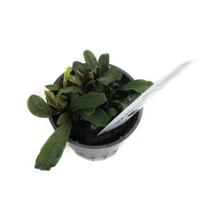bucephalandra-mini-red