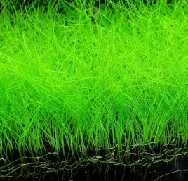 rosliny-do-akwarium-trawnik-eleocharis-parvula-xxl