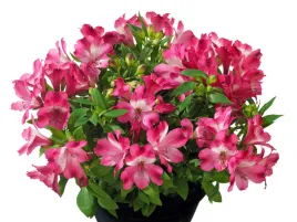 alstremeria-rozowa-romance-kwiaty-na-balkon-sadzonka-p11
