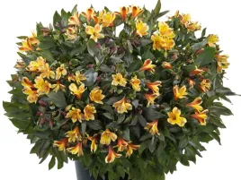 alstremeria-ogrodowa-summer-paradise-breeze-zolte-kwiaty-do-ogrodu-sadzonka