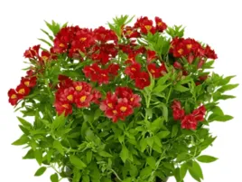 alstremeria-czerwona-summer-heat-czerwone-kwiaty-do-ogrodu-sadzonka-p11