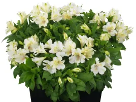 alstremeria-biala-summer-balley-beach-biale-kwiaty-do-ogrodu-p11
