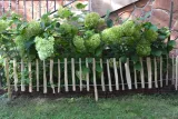 plot-leszczynowy-typ-rollborder-50-cm-x-500-cm
