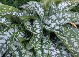 miodunka-trevi-fountain-pulmonaria-bylina-do-cienia
