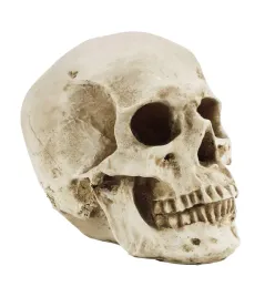 czaszka-ludzka-model-anatomiczny-edukacyjny-dekoracja-figurka-halloween