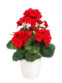sztuczna-pelargonia-begonia-sztuczne-kwiaty-35-cm