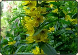 tojesc-kropkowana-lysimachia-puncta