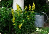 tojesc-kropkowana-lysimachia-puncta