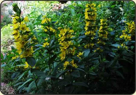 tojesc-kropkowana-lysimachia-puncta