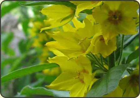 tojesc-kropkowana-lysimachia-puncta