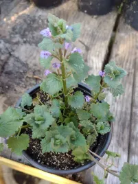bluszczyk-kurdybanek-glechoma-hederacea-sadzonka