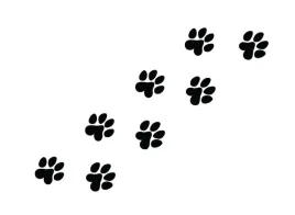 naklejka-na-samochod-psie-kocie-lapki-8-sztuk
