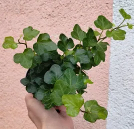 hedera-helix-wonder-bluszcz-sadzonka-8-o-10-cm