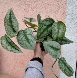 scindapsus-pictus-trebie-sadzonka-fi-12-25-cm