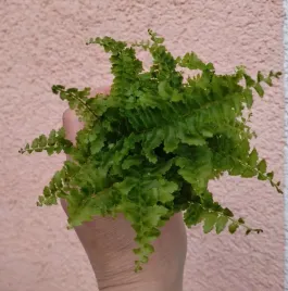 nephrolepis-exaltata-green-fantasy-paproc-sadzonka-fi-55-8-cm