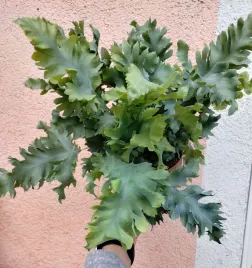 phlebodium-aureum-davana-paproc-sadzonka-12-o-35-cm