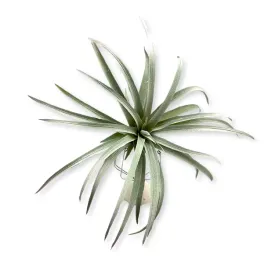 roslina-sztuczna-nr-2-tillandsia-brachycaulos-abdida-grey