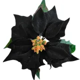 gwiazda-wyrobowa-welur-black