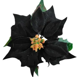 gwiazda-wyrobowa-welur-black