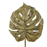 lisc-monstera-zielony