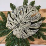 lisc-monstera-oliwkowy-stan-nowy