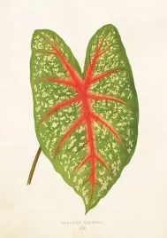 karnet-st281-b6-koperta-lisc-kaladium