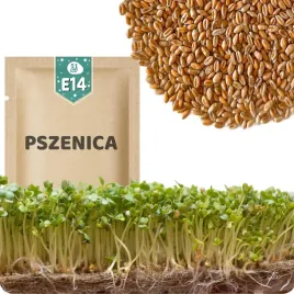51seed-e14-nasiona-na-kielki-pszenica-najbogatsze-zrodlo-witamin-50g