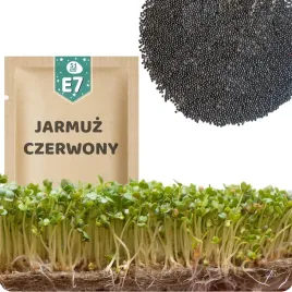 51seed-e7-nasiona-na-kielki-jarmuz-czerwony-red-russian-pikantny-smak-10g