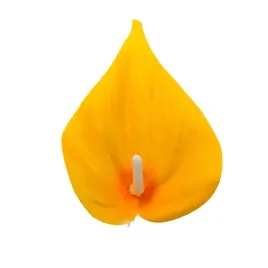 calla-wyr-mala-zolta-24-szt