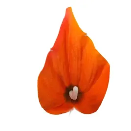 calla-wyr-mala-pomaranczowa-24-szt